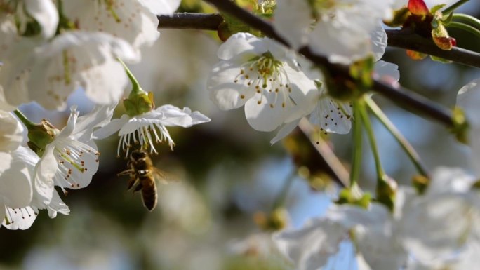 覆盖着花粉的慢动作飞行蜜蜂从白苹果花上采集花蜜。春天盛开的苹果花。蜜蜂授粉春天树白色花朵盛开。