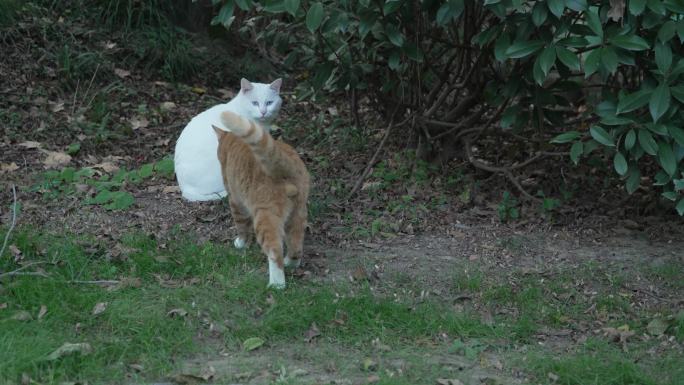 扬州瘦西湖公园里的两只流浪猫