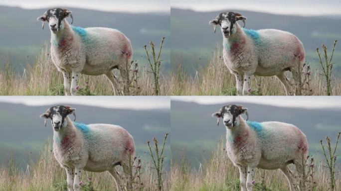 一只有着鲜明的蓝红相间斑纹的羊站在郁郁葱葱的绿色田野里。