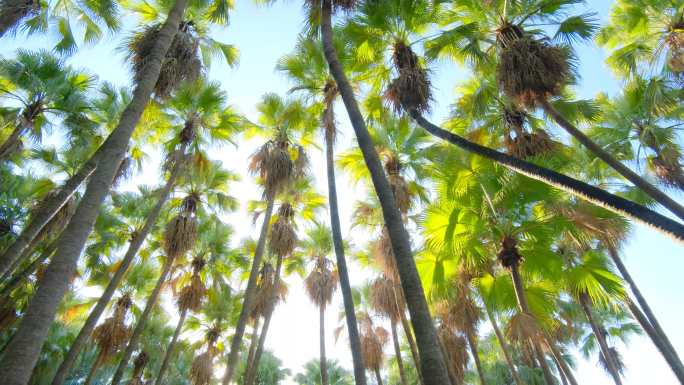 唯美阳光夏天热带植物棕榈树林