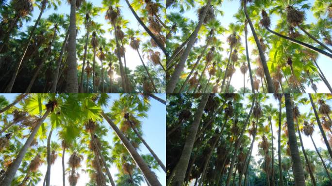 唯美阳光夏天热带植物棕榈树林