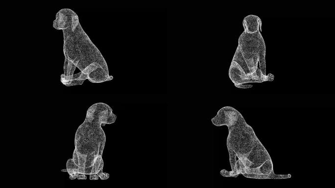 3D小狗在黑色背景上旋转。宠物的概念。可爱的小狗。商业广告背景。用于标题，文本，演示。3d动画60 