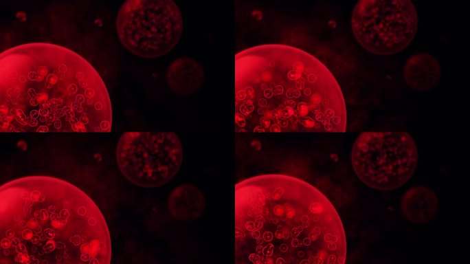 血细胞概念- 3D渲染- 4K分辨率-无缝循环背景