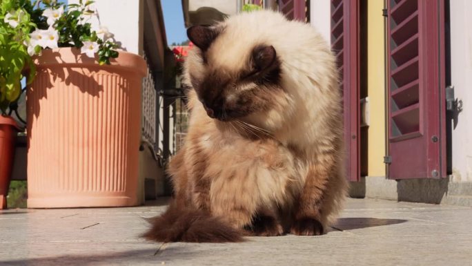 漂亮的毛茸茸的猫在阳台上晒太阳