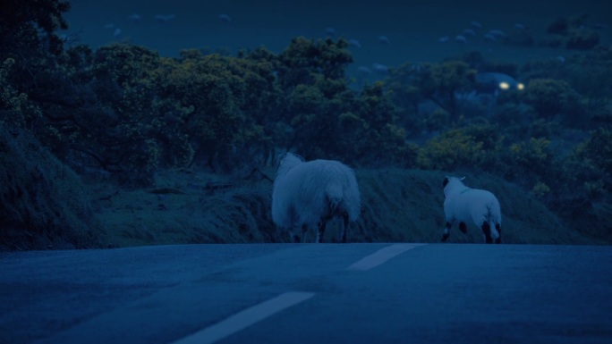 绵羊和羔羊在晚上穿过马路