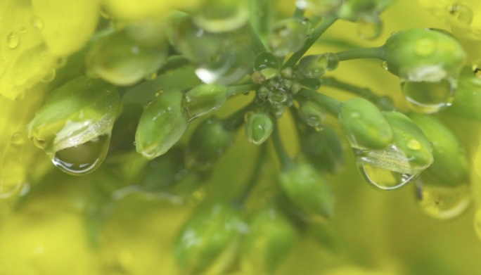 雨中的植物微距特写慢镜头