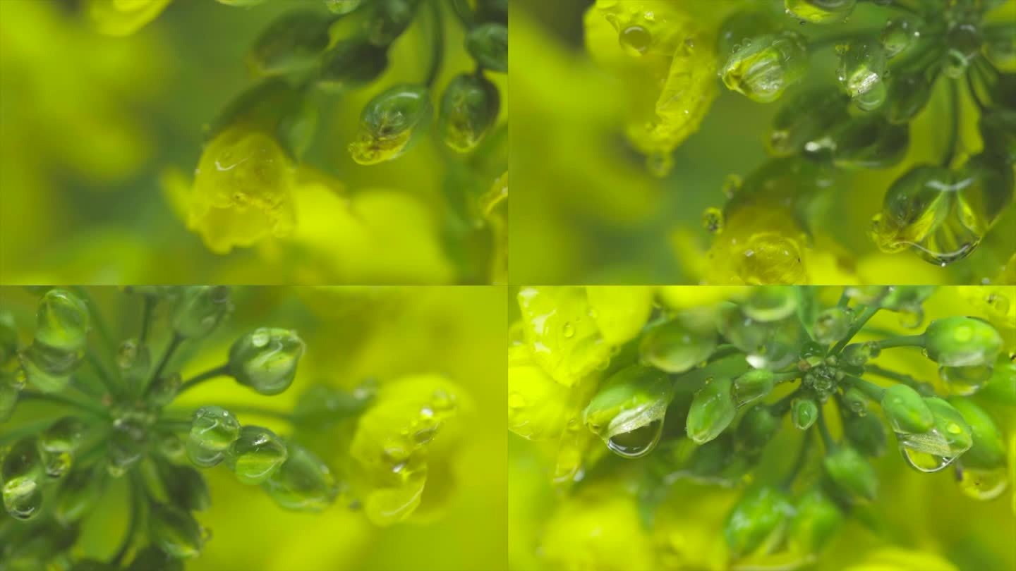雨中的植物微距特写慢镜头