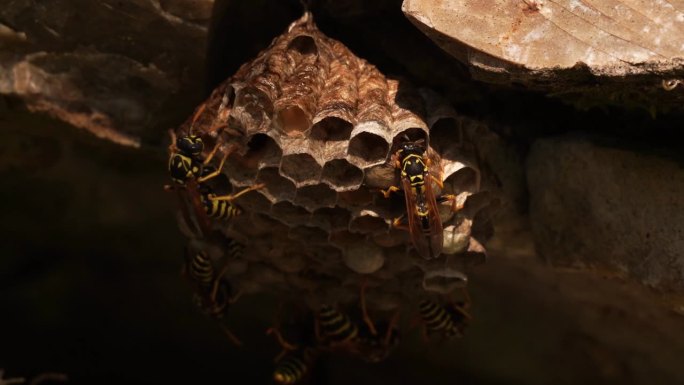 欧洲纸蜂(纸蜂)的巢
