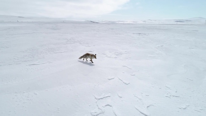 狐狸在雪地里行走赛冷