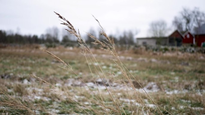 在寒冷的冬日，风吹在草地上。瑞典的乡村。
