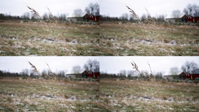 在寒冷的冬日，风吹在草地上。瑞典的乡村。