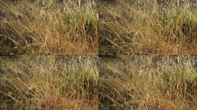 室外干燥的芦苇。米色枯草花，草本植物