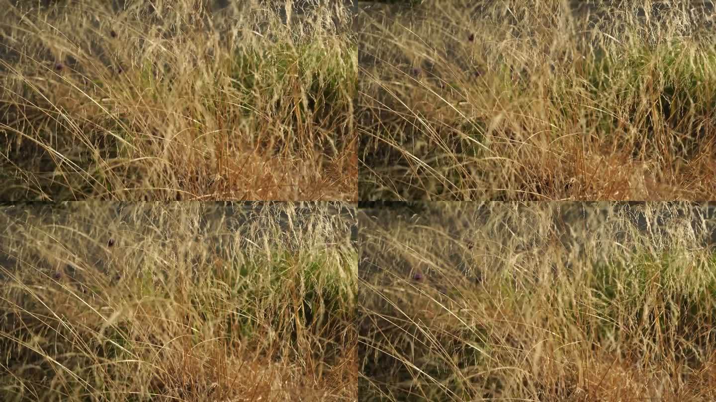 室外干燥的芦苇。米色枯草花，草本植物