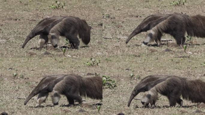 一只巨大的食蚁兽走过潘塔纳尔南部一个农场的草地。食蚁熊，又称蚁熊，是一种原产于中美洲和南美洲的食虫哺