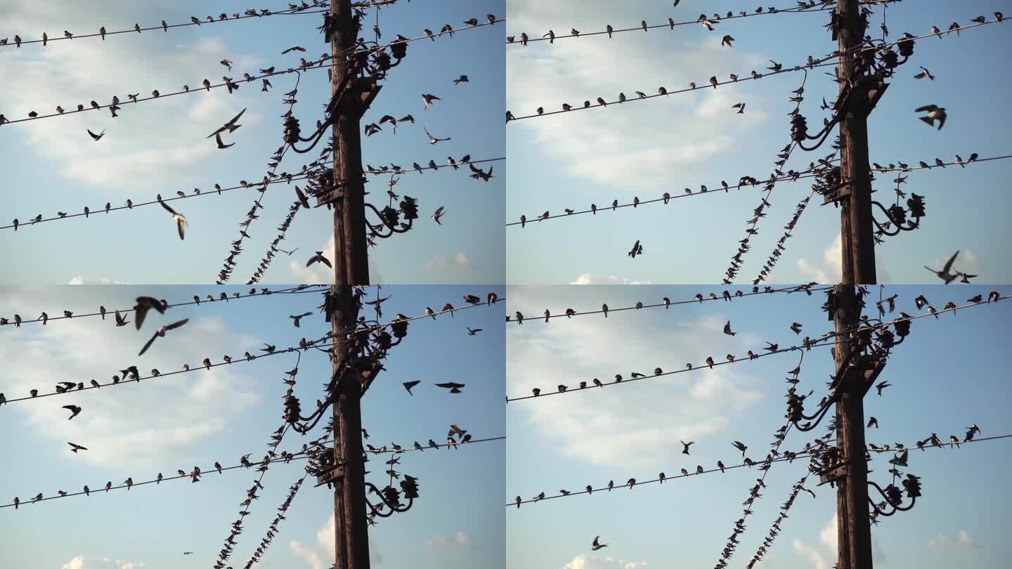 一群燕子坐在电线上，对着蓝天