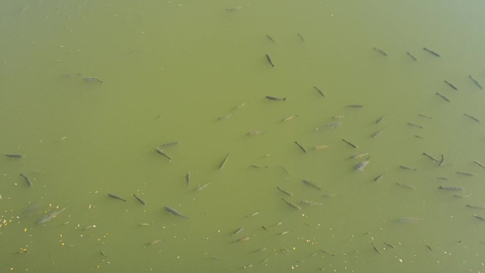许多巨型鲤鱼在捷克共和国靠近大坝墙的Bystricka水库中游泳。