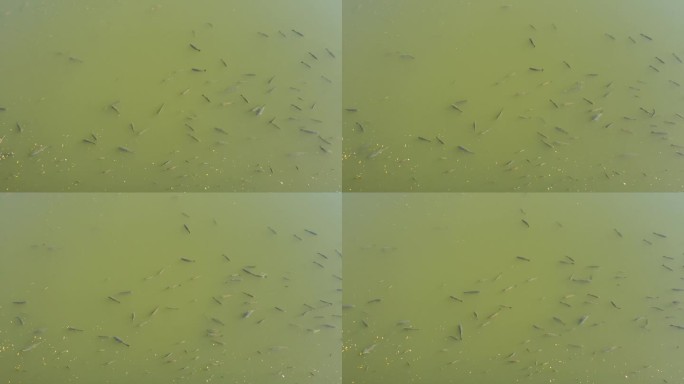 许多巨型鲤鱼在捷克共和国靠近大坝墙的Bystricka水库中游泳。