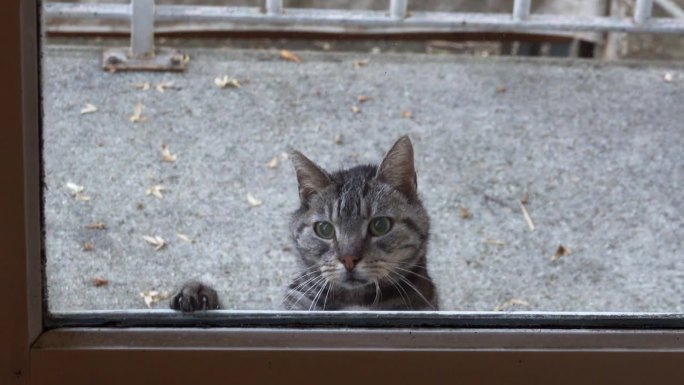 一只流浪的老猫可怜地望着窗外，把爪子放在窗前