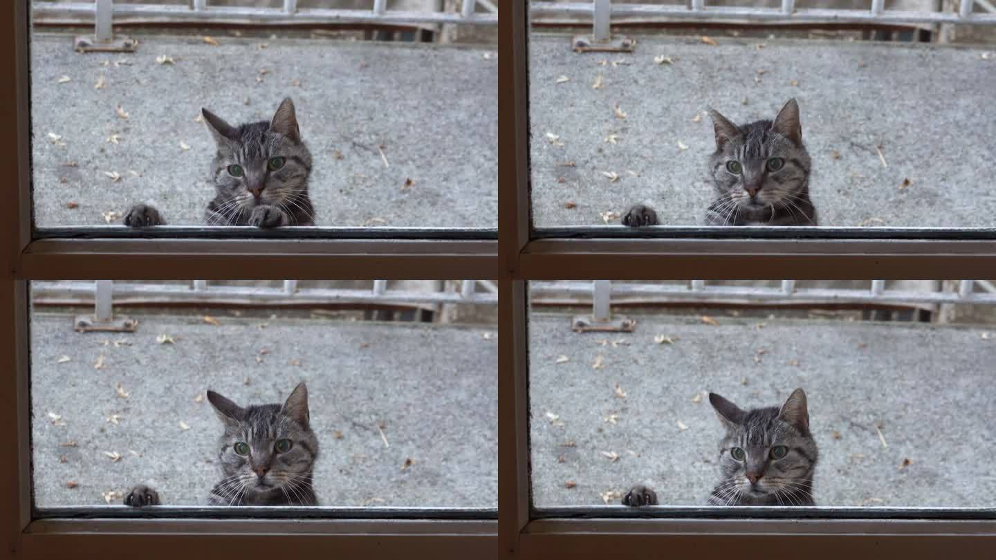 一只流浪的老猫可怜地望着窗外，把爪子放在窗前
