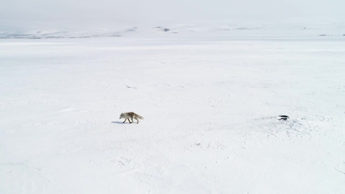 狐狸在雪地里行走冰天雪地