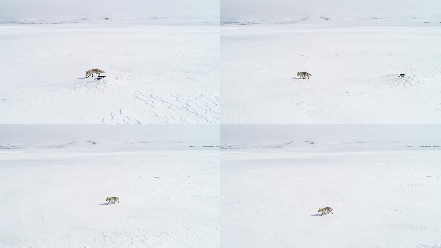狐狸在雪地里行走冰天雪地