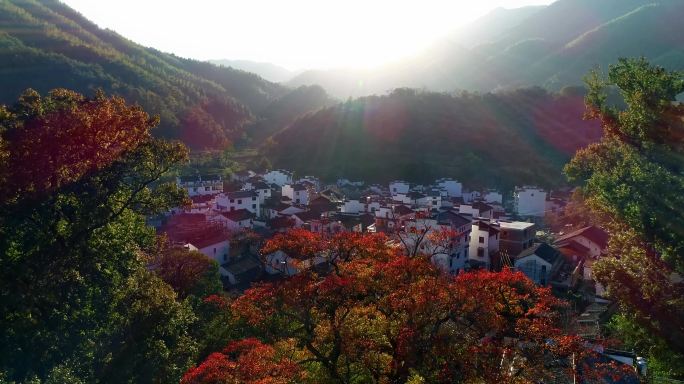 航拍江西婺源石城红枫秋景4k