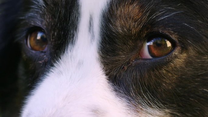 长镜头拍摄了一只可爱的澳大利亚牧羊犬的眼睛，它环顾四周，看着镜头。阳光明媚的日子，映入眼帘。