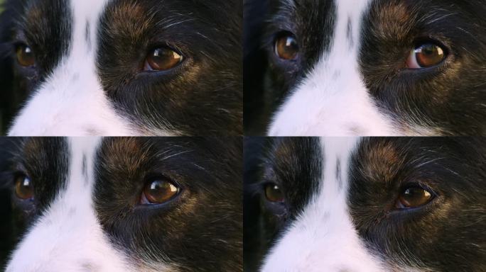 长镜头拍摄了一只可爱的澳大利亚牧羊犬的眼睛，它环顾四周，看着镜头。阳光明媚的日子，映入眼帘。