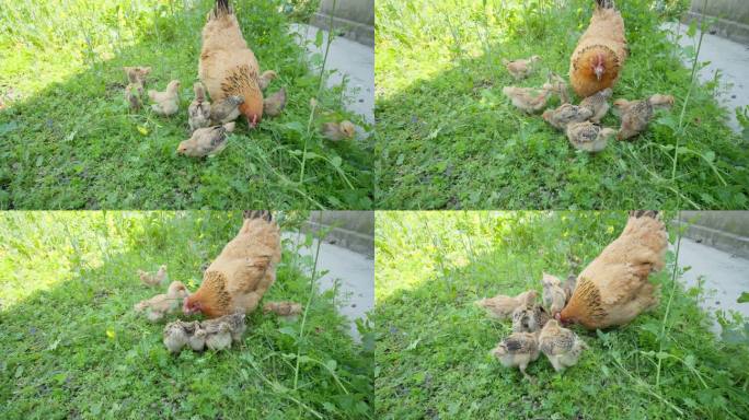 老母鸡带着刚出生小鸡苗觅食