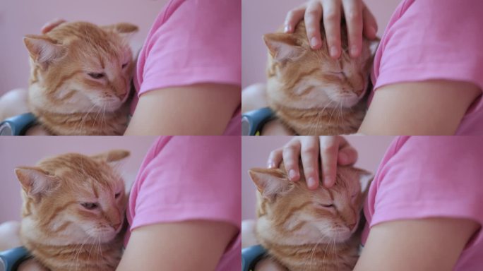 小女孩坐在床上抚摸着红猫，宠物之爱。孩子抚摸和抚摸可爱的小猫。缓解压力动物疗法。贴心小孩的手抚摸和拥