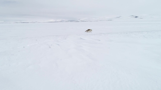 狐狸在雪地里行走雪地狐狸