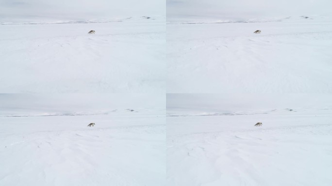 狐狸在雪地里行走雪地狐狸