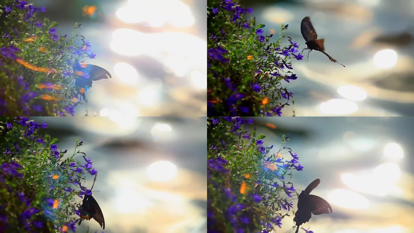 实拍飞舞的蝴蝶
