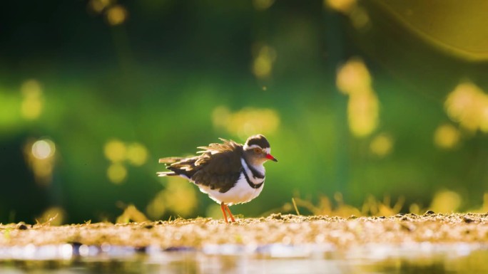 三带鸻(Charadrius tricollaris)在水边觅食的近照。南非