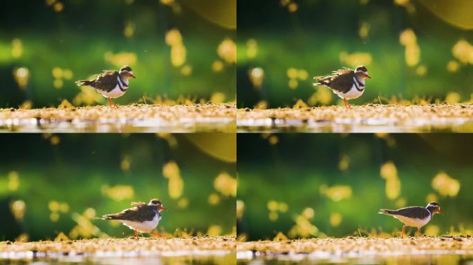 三带鸻(Charadrius tricollaris)在水边觅食的近照。南非