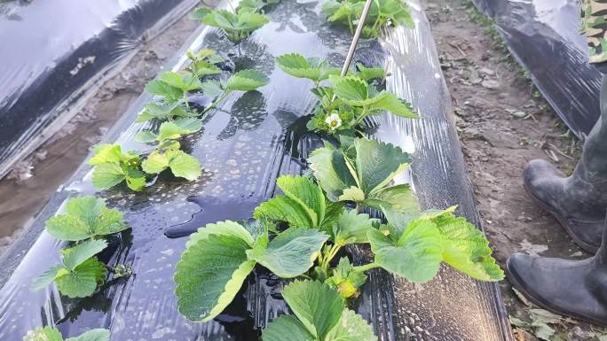 草莓施肥喷雾器喷施农药化肥草莓生长幼苗