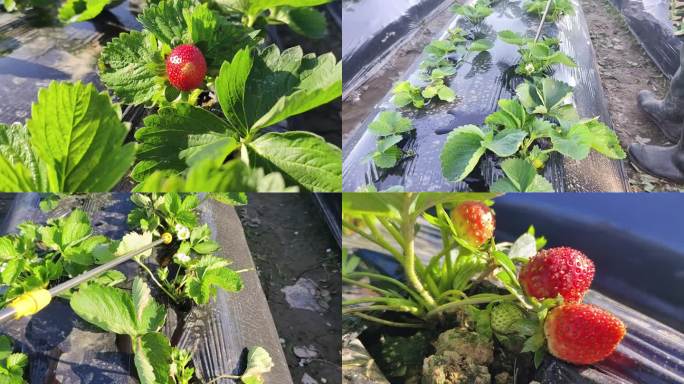 草莓施肥喷雾器喷施农药化肥草莓生长幼苗