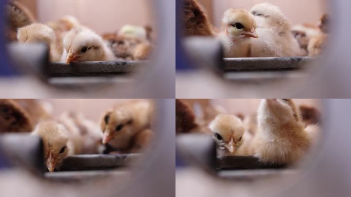 观赏小鸡的特写，在家禽养殖场喝水