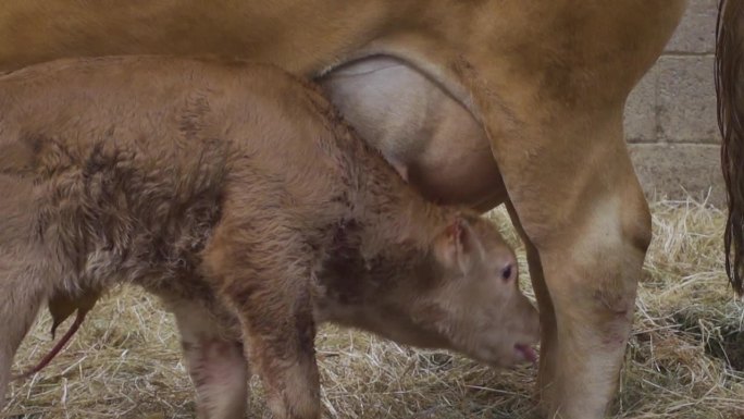 新生的利穆赞小牛，正在寻找第一次喝初乳的奶头