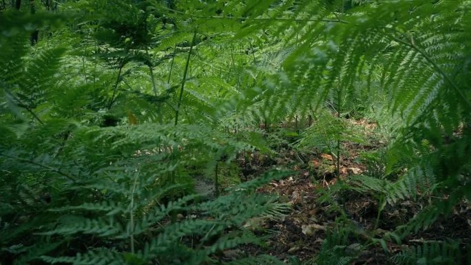 动物POV移动通过蕨类植物在地面水平