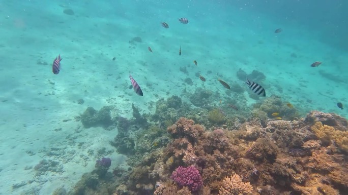 珊瑚礁赫尔加达-在海下看到赫尔加达的海洋生物