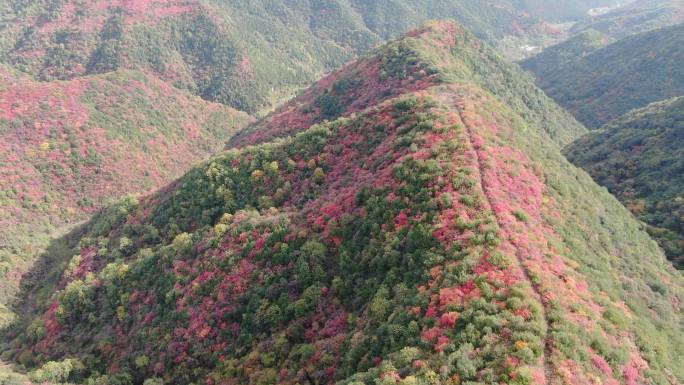 韩城香山红叶