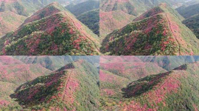 韩城香山红叶