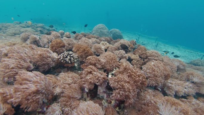 热带海域的珊瑚礁和软珊瑚。印尼巴厘岛