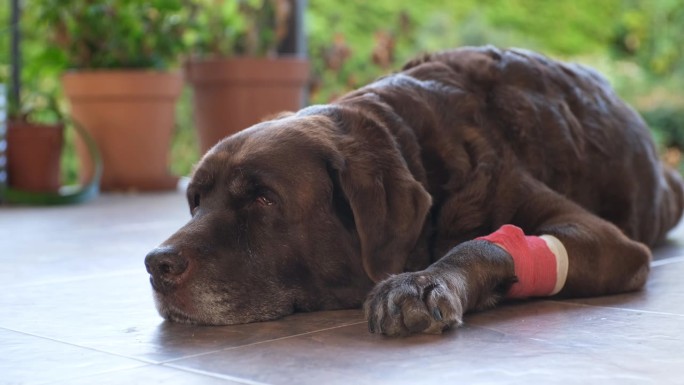 棕色拉布拉多犬爪子上插着导尿管躺在阳台上
