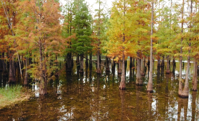 白鹭湾湿地公园唯美湖景航拍湖景航拍白鹭湾