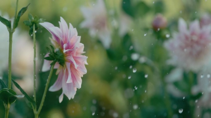 慢镜头下着雨雨点落在花瓣慢动作