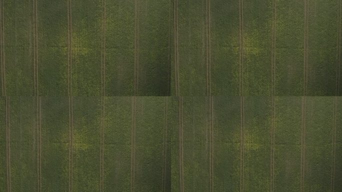 航拍俯视图上升背景油菜籽黄花田与拖拉机履带。无人机视角下的油菜地。英国的农业