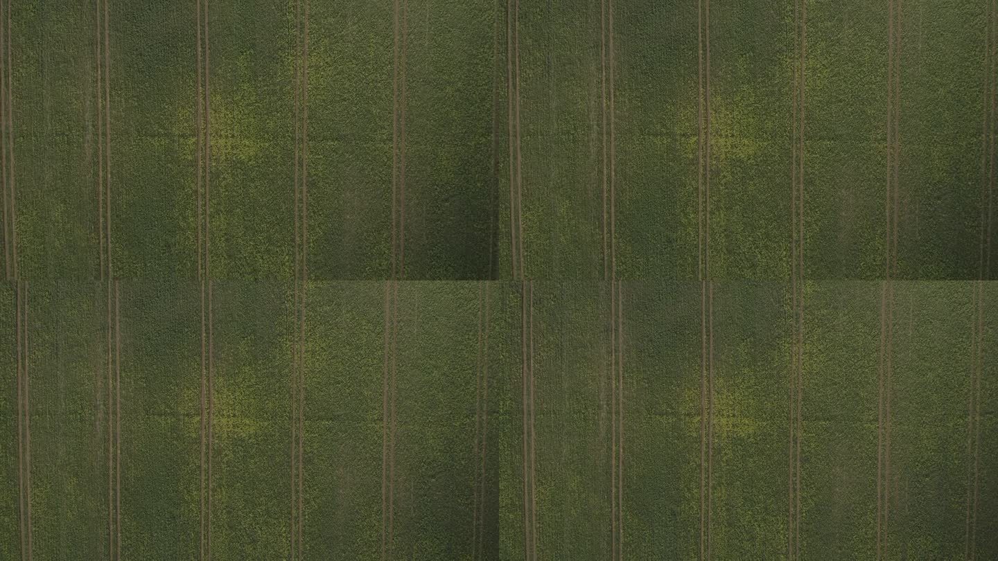 航拍俯视图上升背景油菜籽黄花田与拖拉机履带。无人机视角下的油菜地。英国的农业