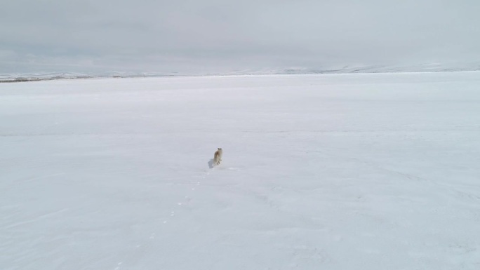 狐狸在雪地里行走雪地狐狸航拍